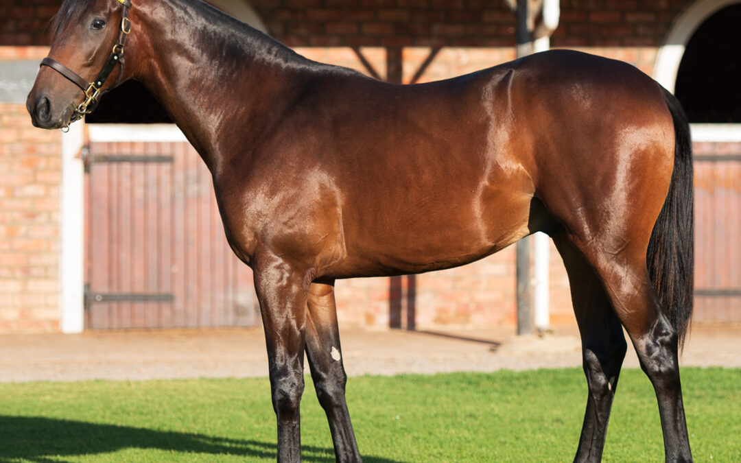 LOT 25 COROMANDEL