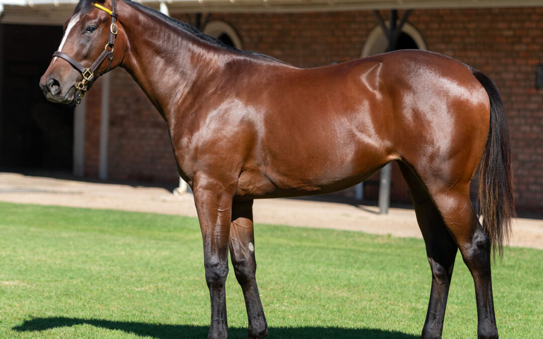LOT 117 GRISELDA