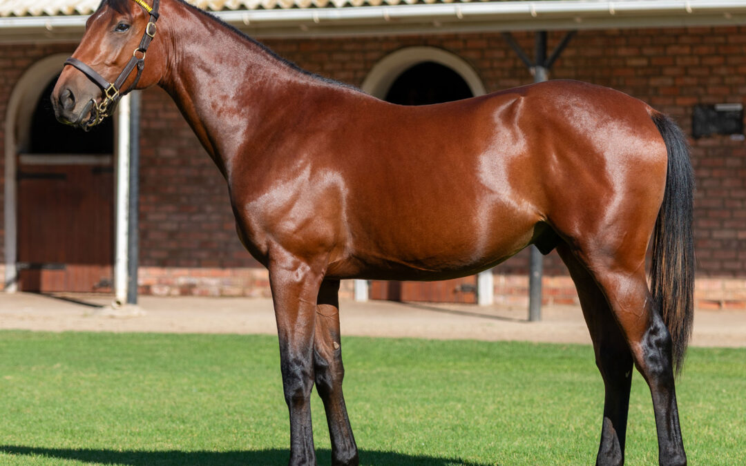 LOT 159 LIBIAMO
