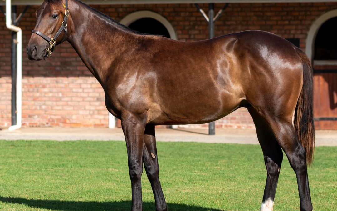 LOT 122 THUNDER ROLL