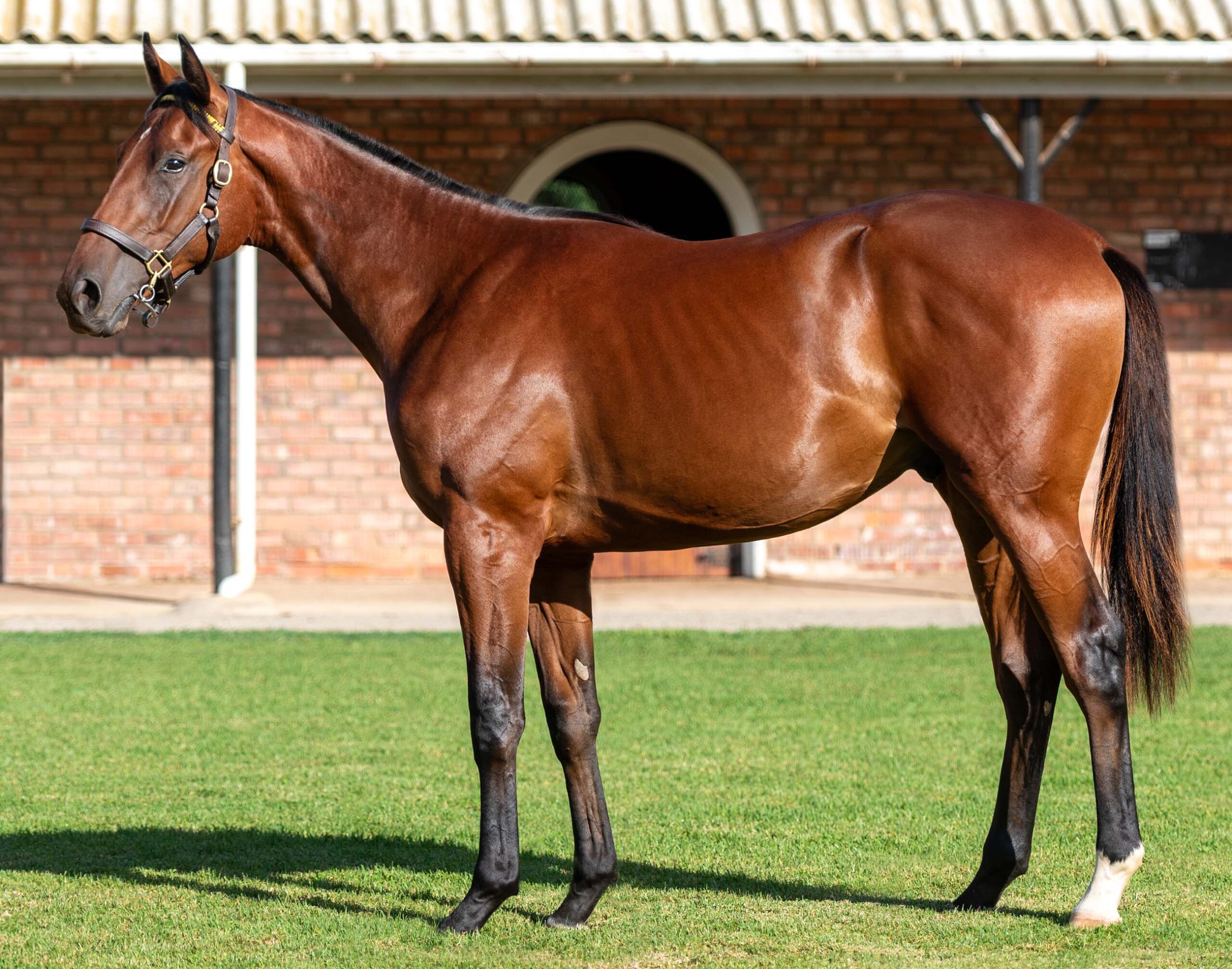 LOT 144 WINDMEETSFIRE