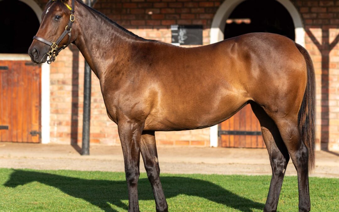 LOT 182 SEDUCTIVE STAR