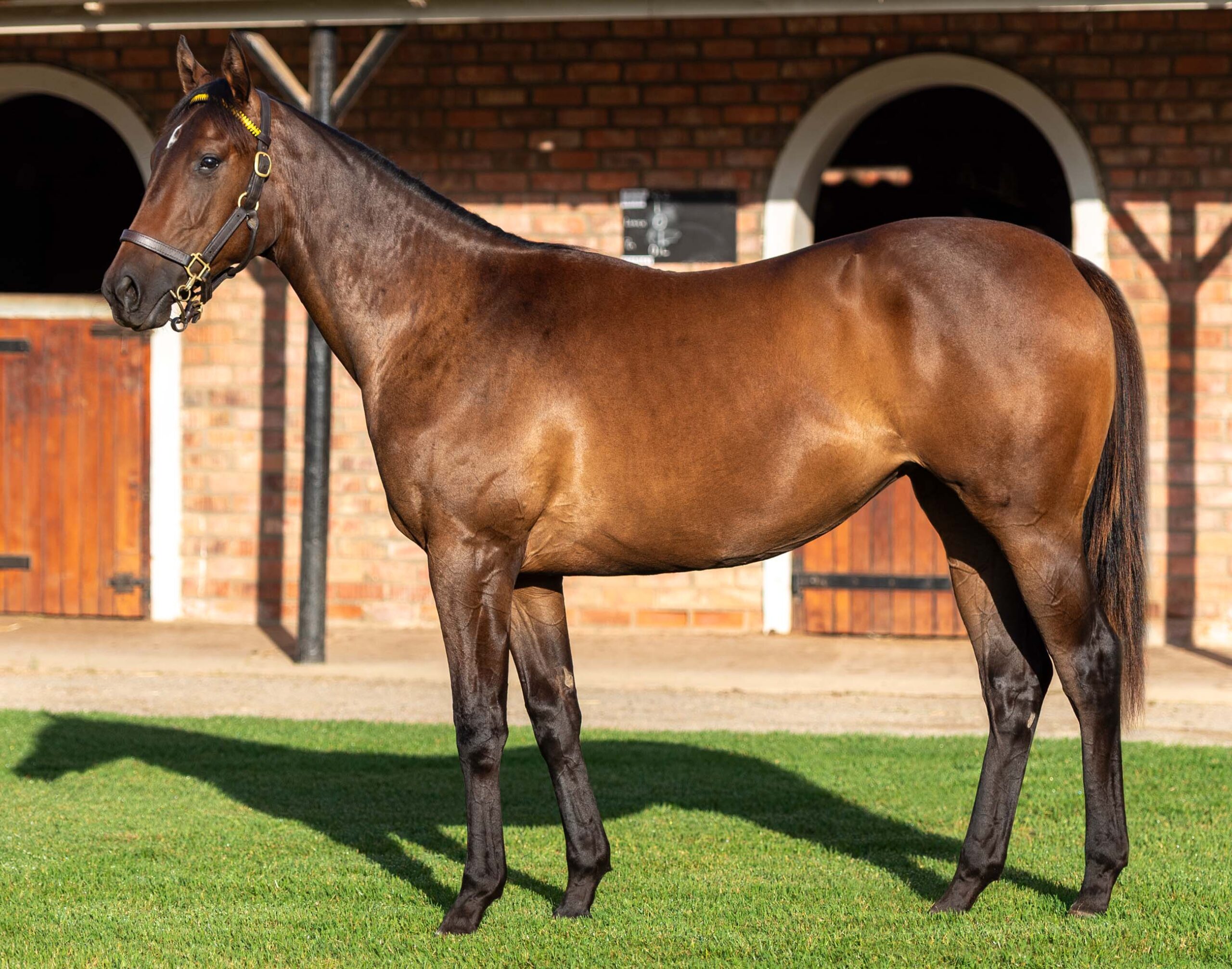 LOT 182 SEDUCTIVE STAR
