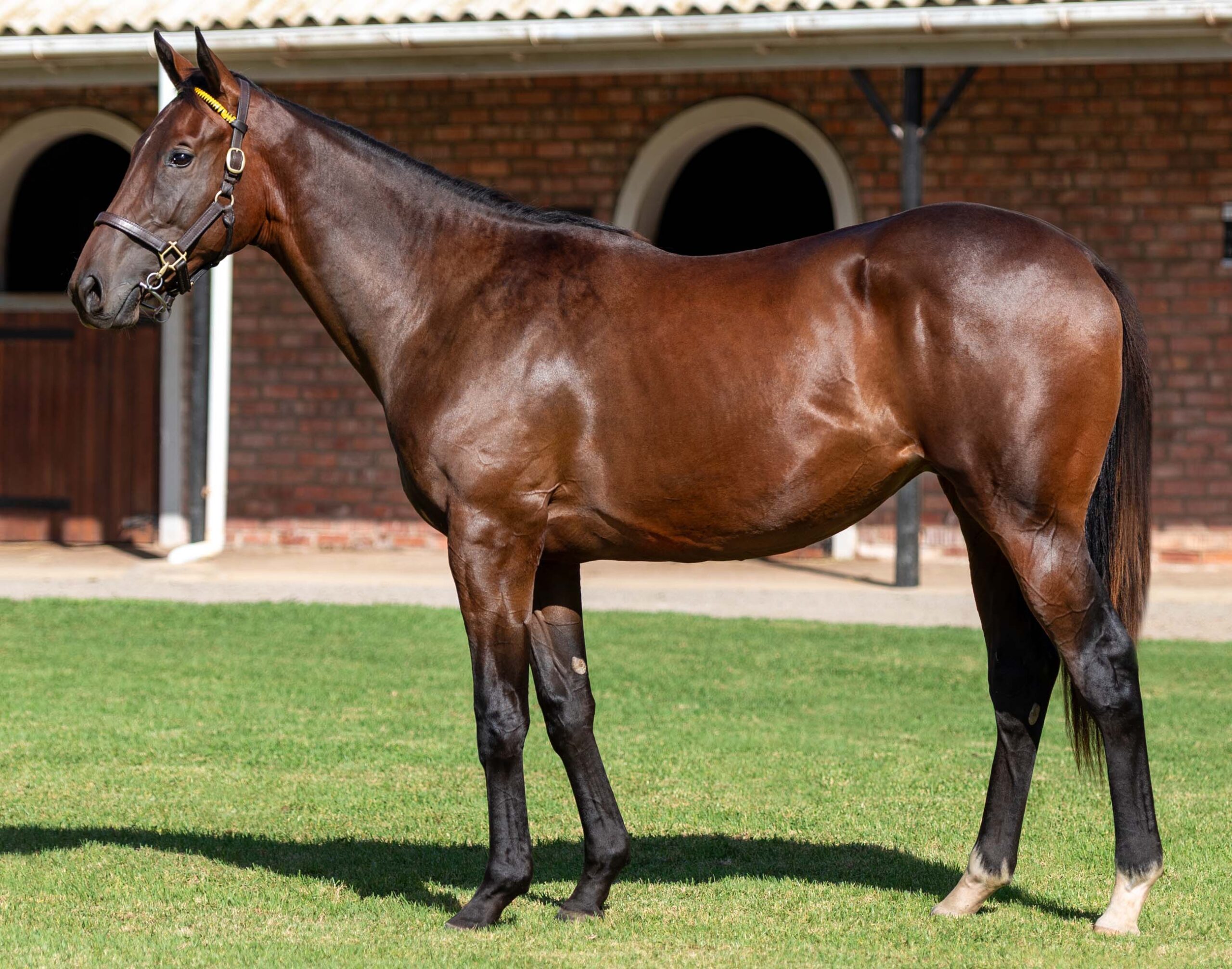 LOT 210 DREAMIN’ WILD