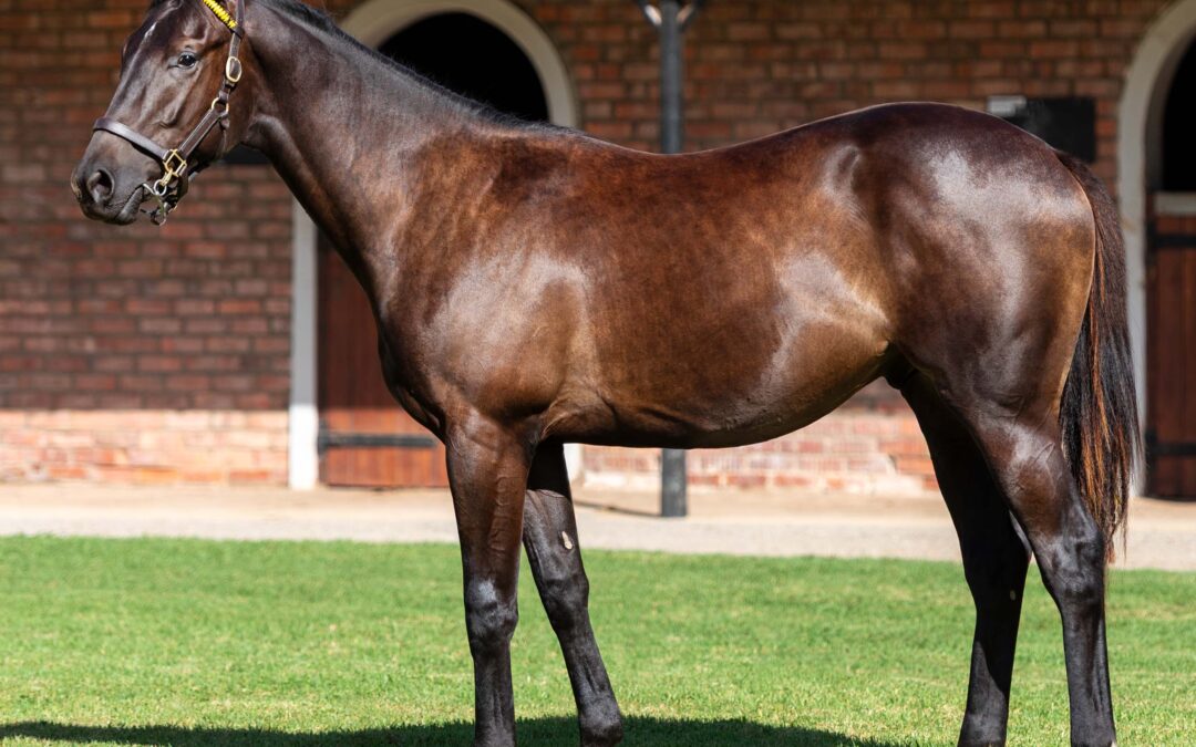LOT 233 LATHBROK