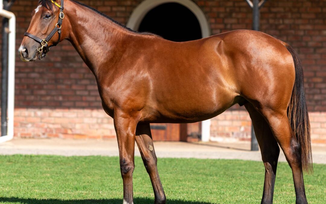 LOT 257 HOLIDAY MAGIC