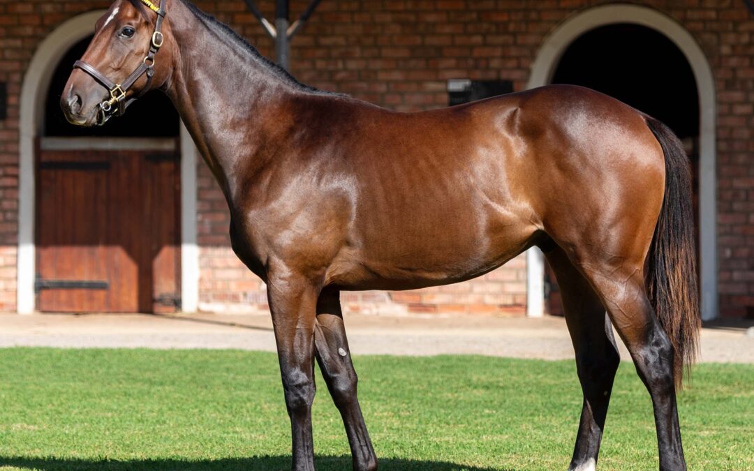 LOT 260 HIGHER POWER