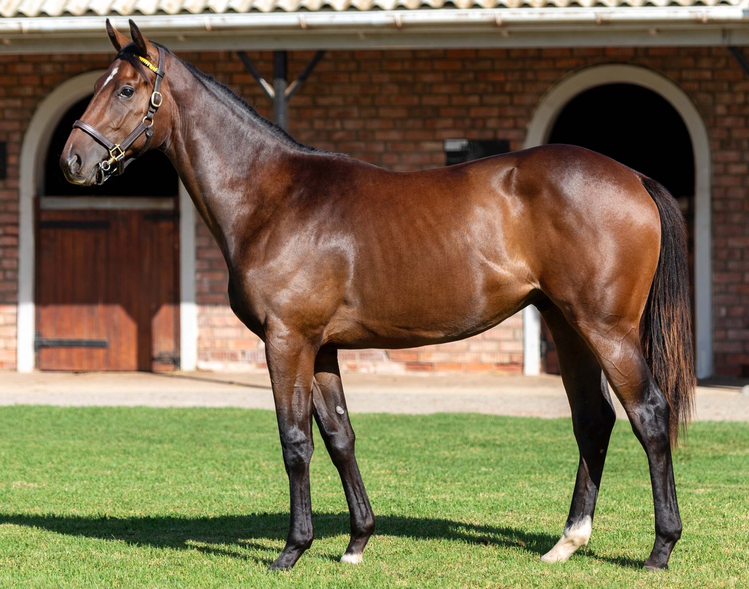 LOT 260 HIGHER POWER