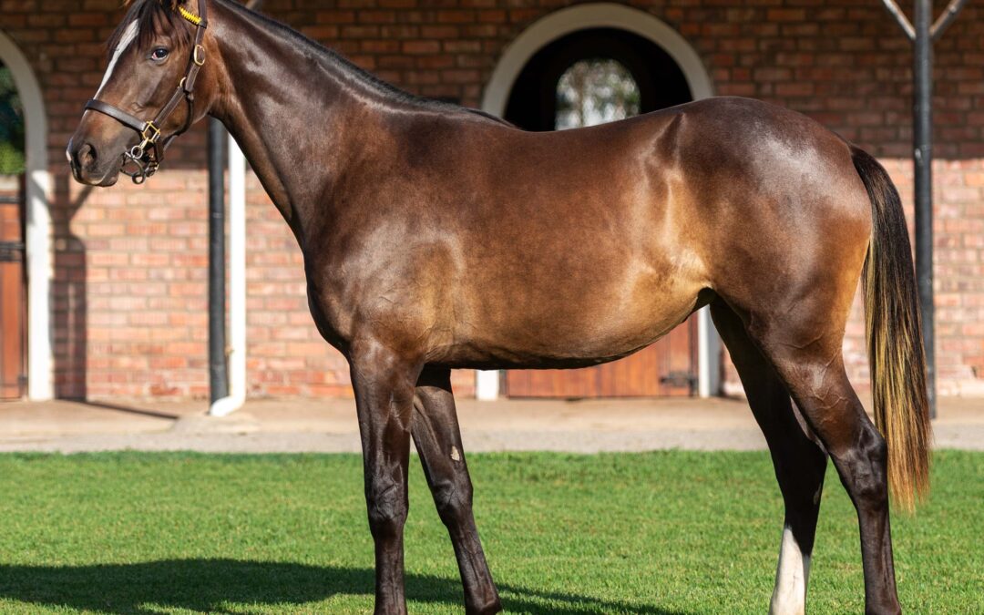 LOT 50 PERFECT LOVE