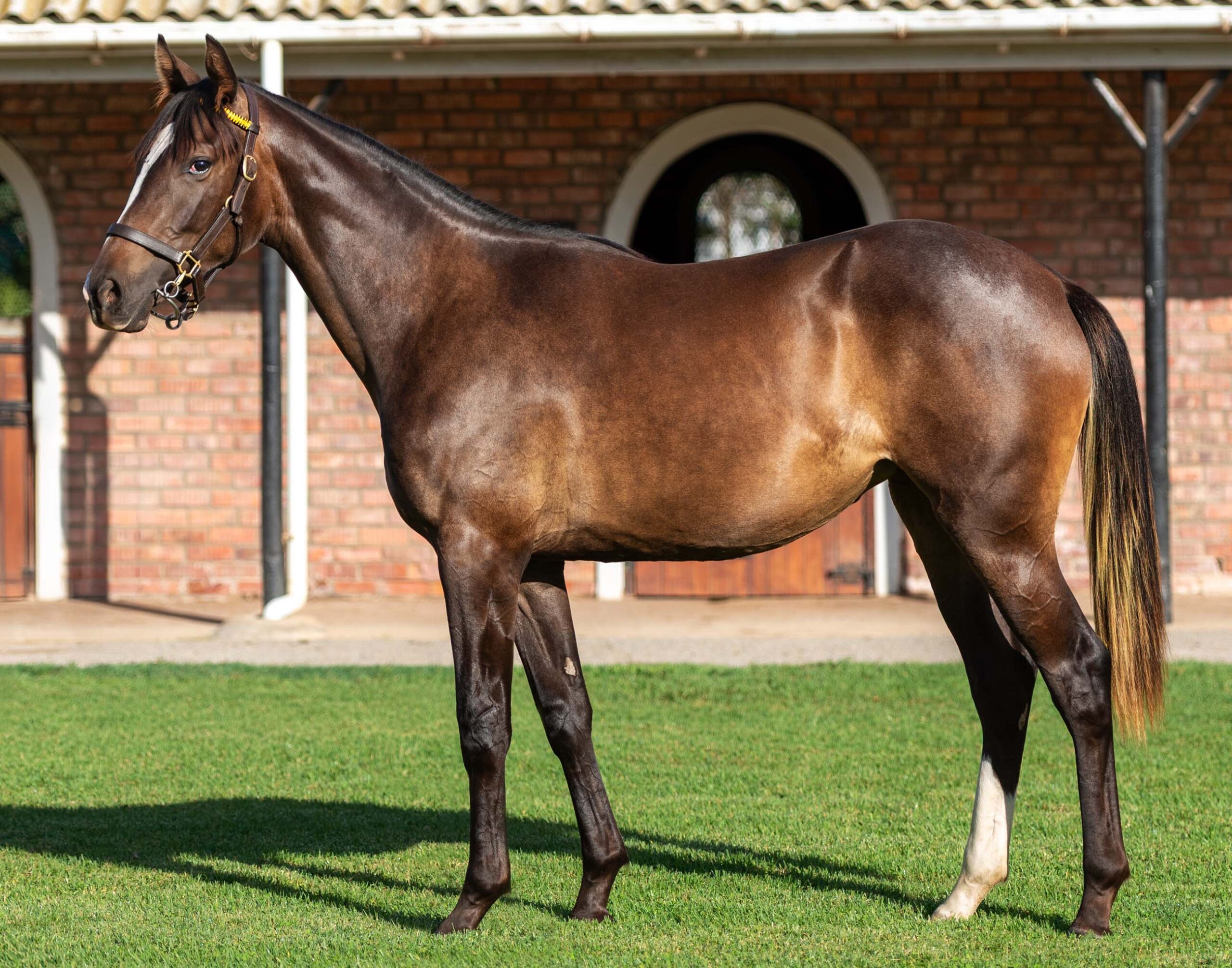 LOT 50 PERFECT LOVE