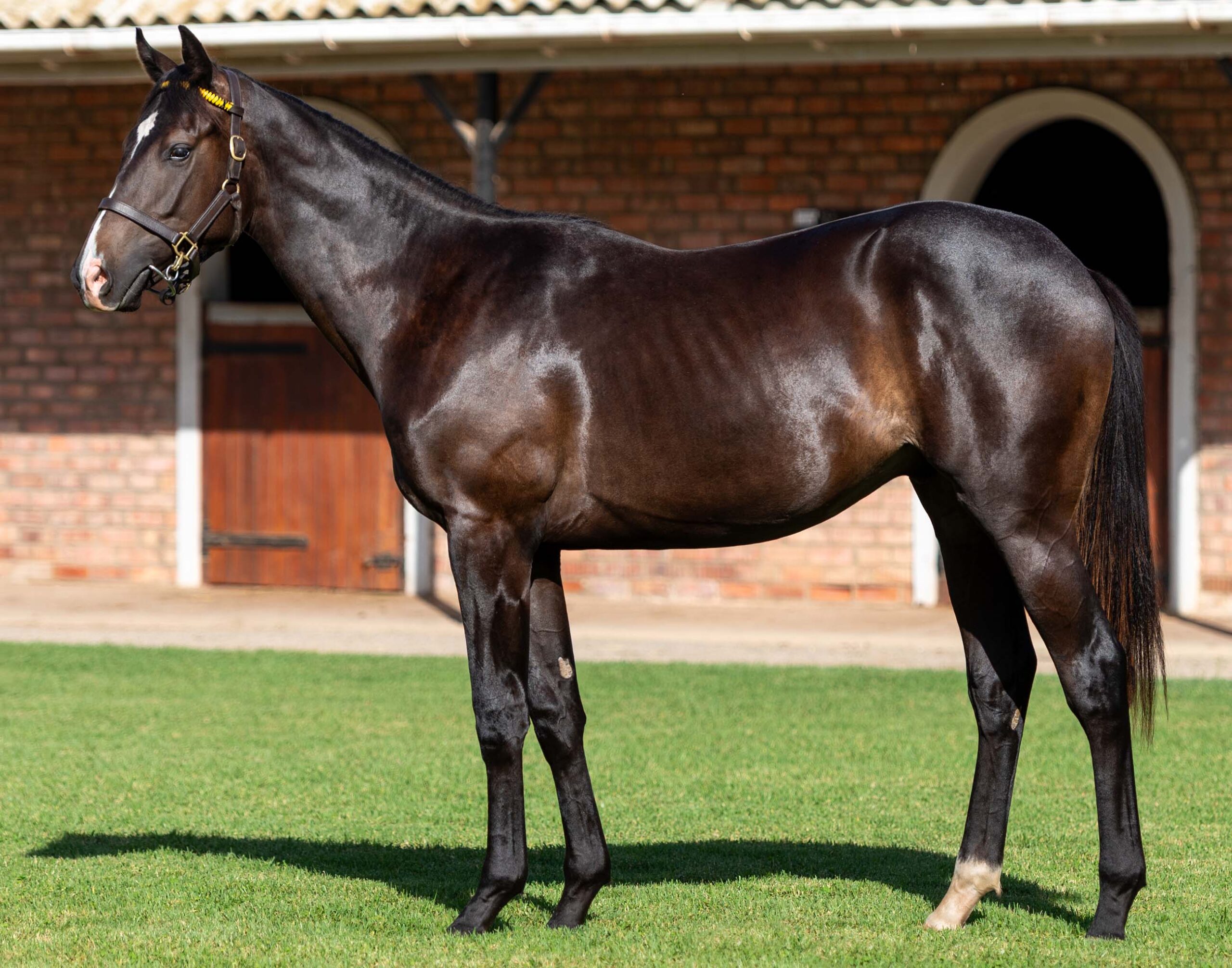 LOT 77 SECRET GIFT