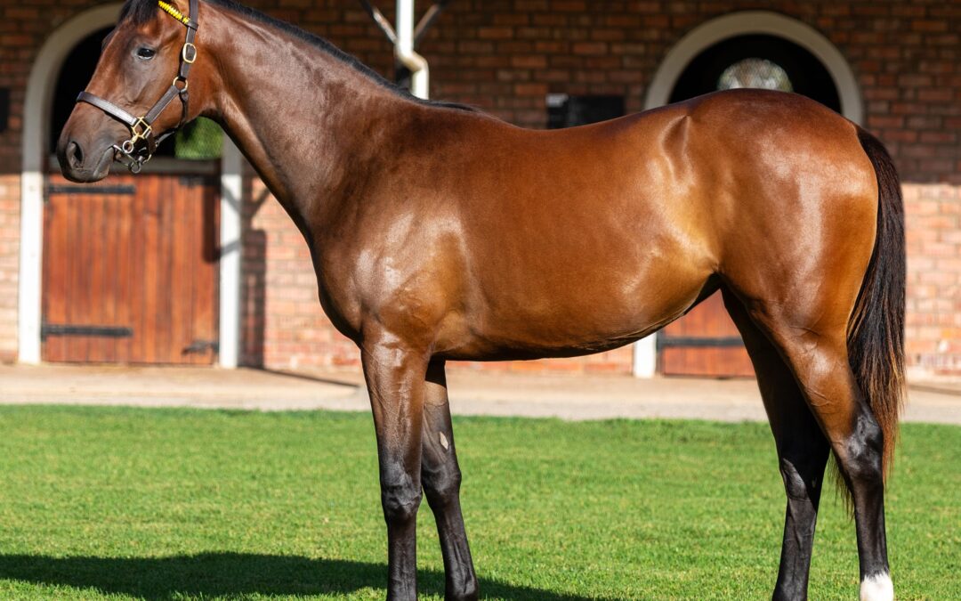 LOT 99 SCARLET ROSE