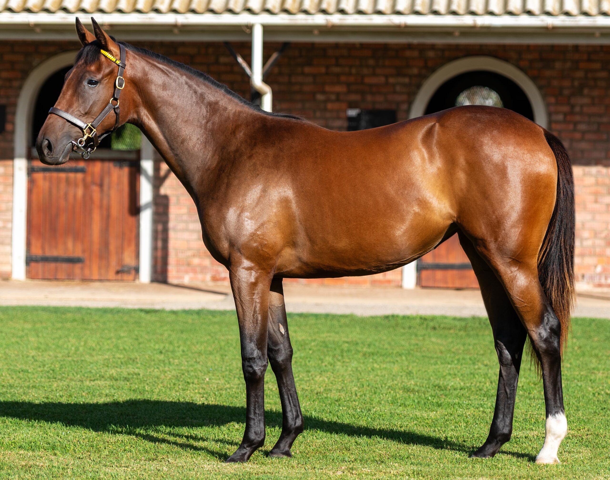 LOT 99 SCARLET ROSE