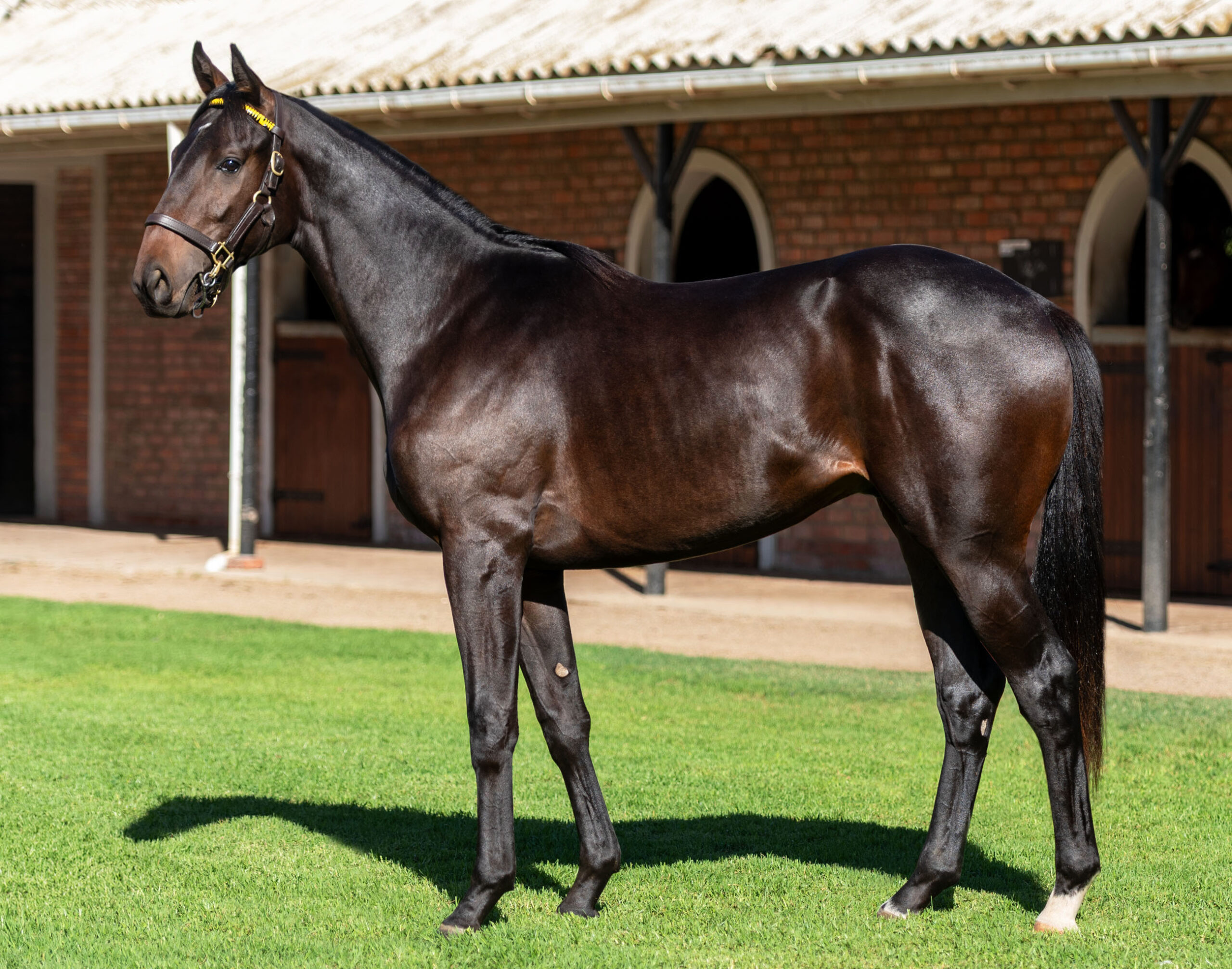 LOT 135 PHANTOM BLACK