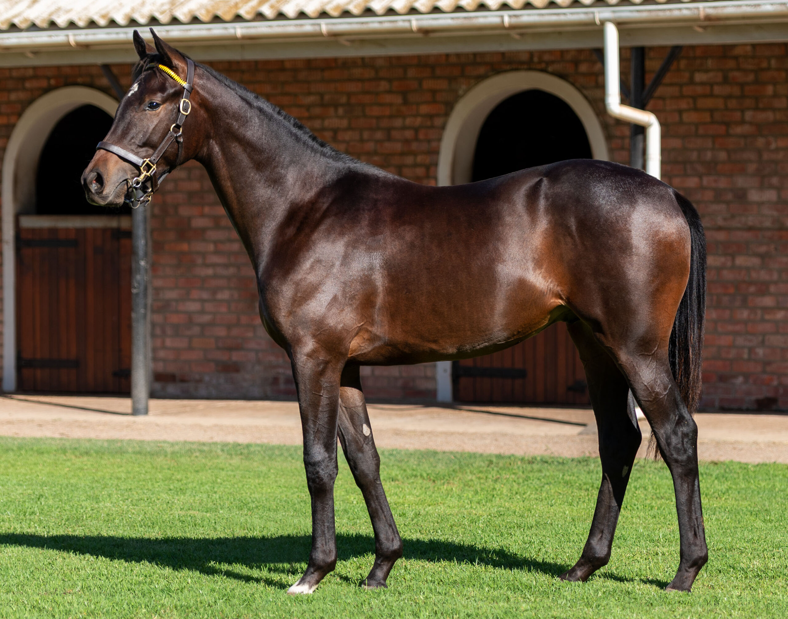 LOT 152 PALACE OF GOLD