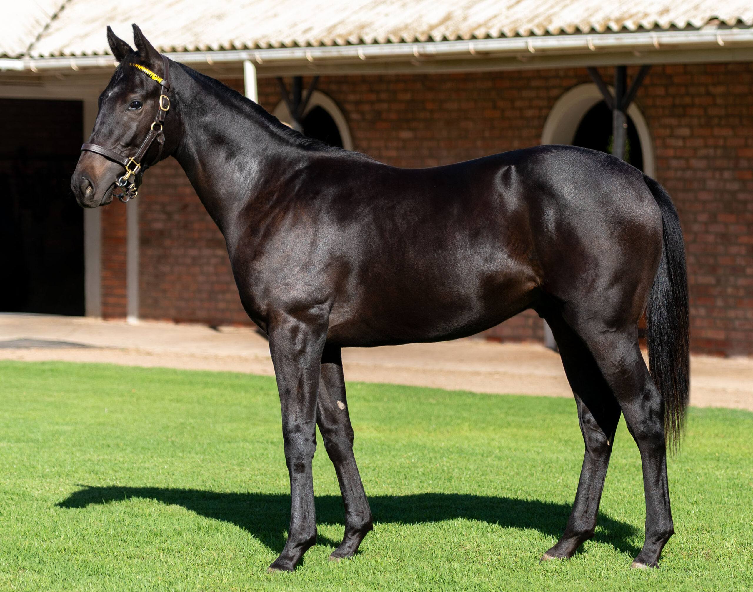 LOT 185 STRENGTH AND HONOR
