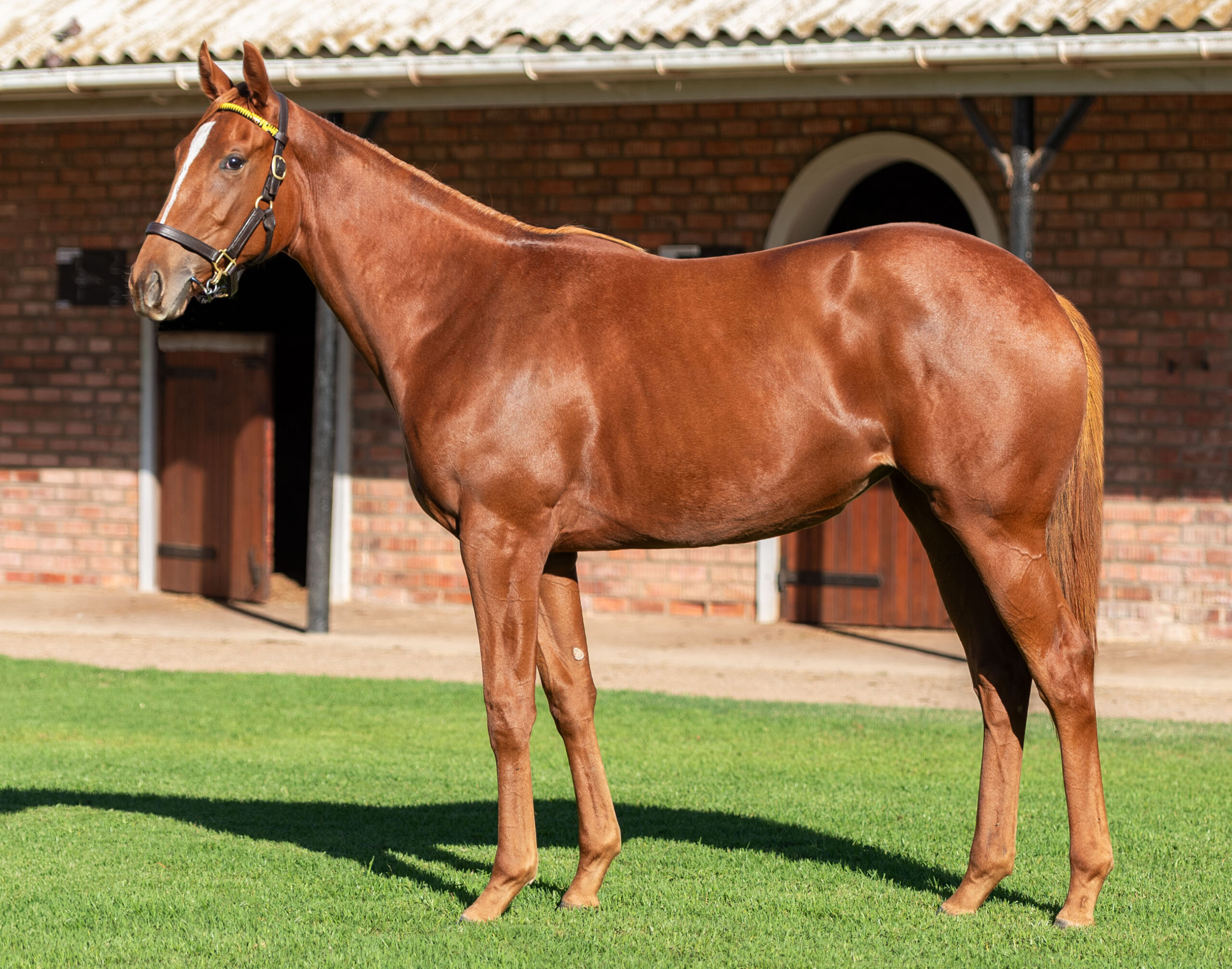 LOT 221 SOMMERZAUBER