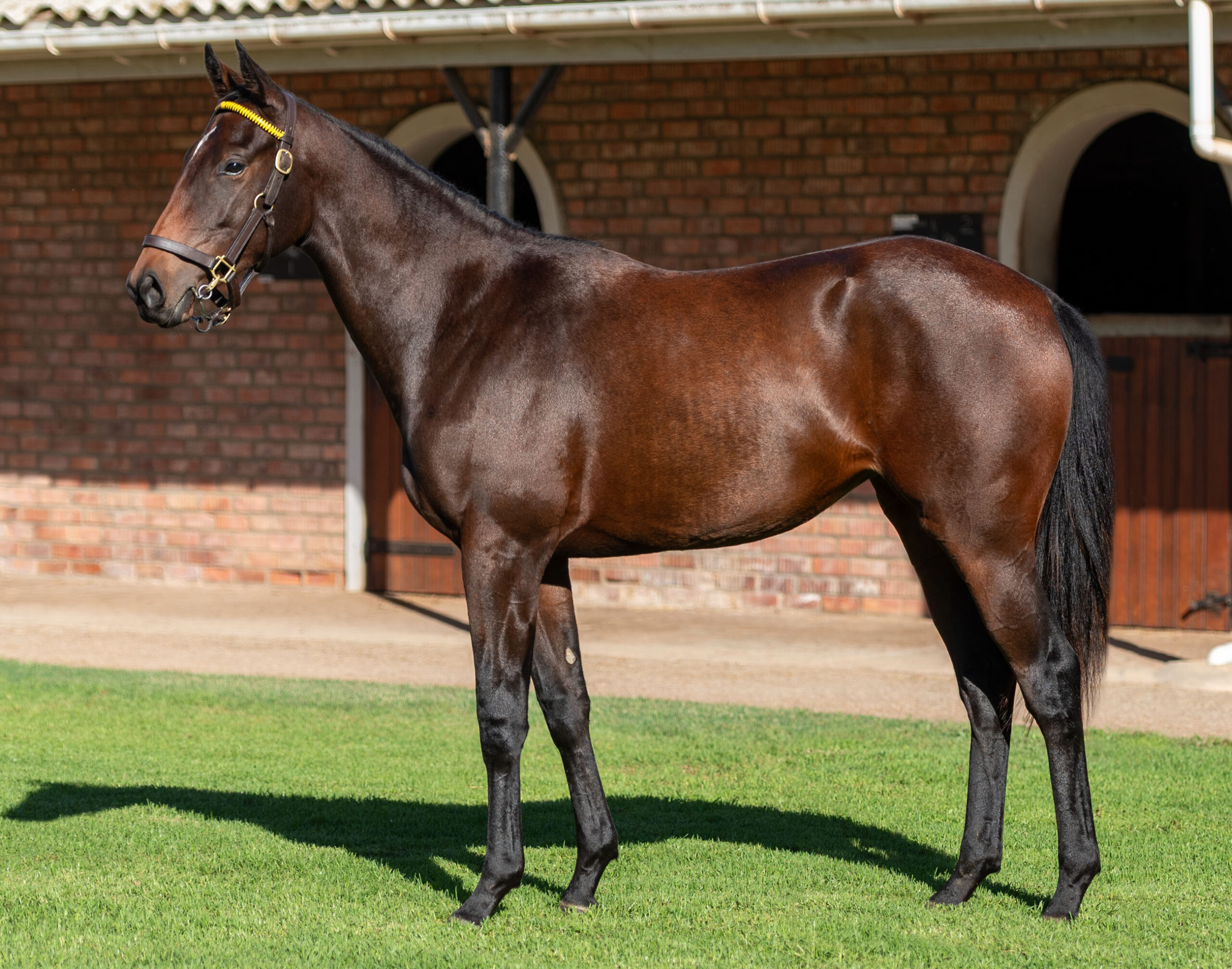 LOT 238 SUSAN STORM
