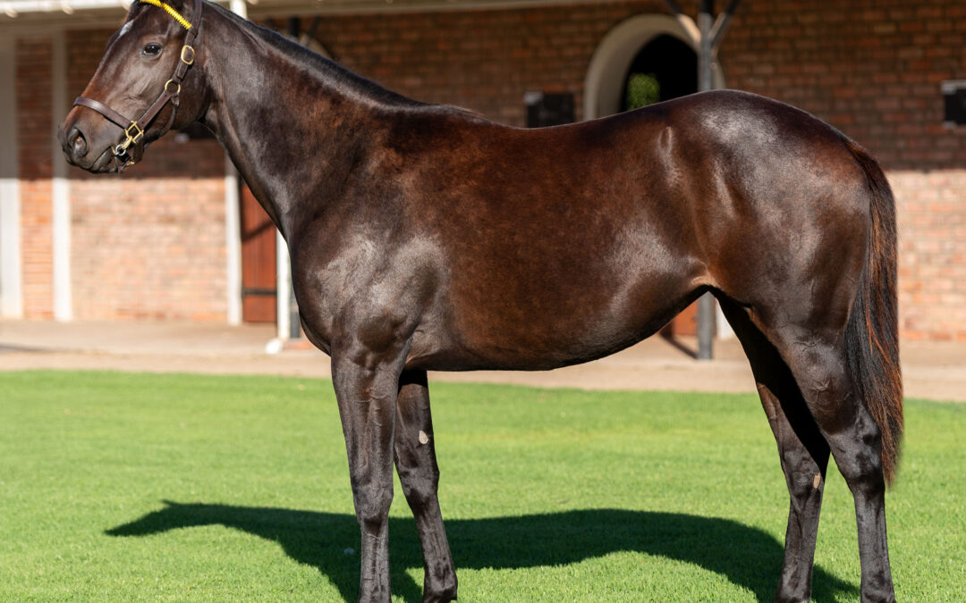 LOT 338 CATINCA