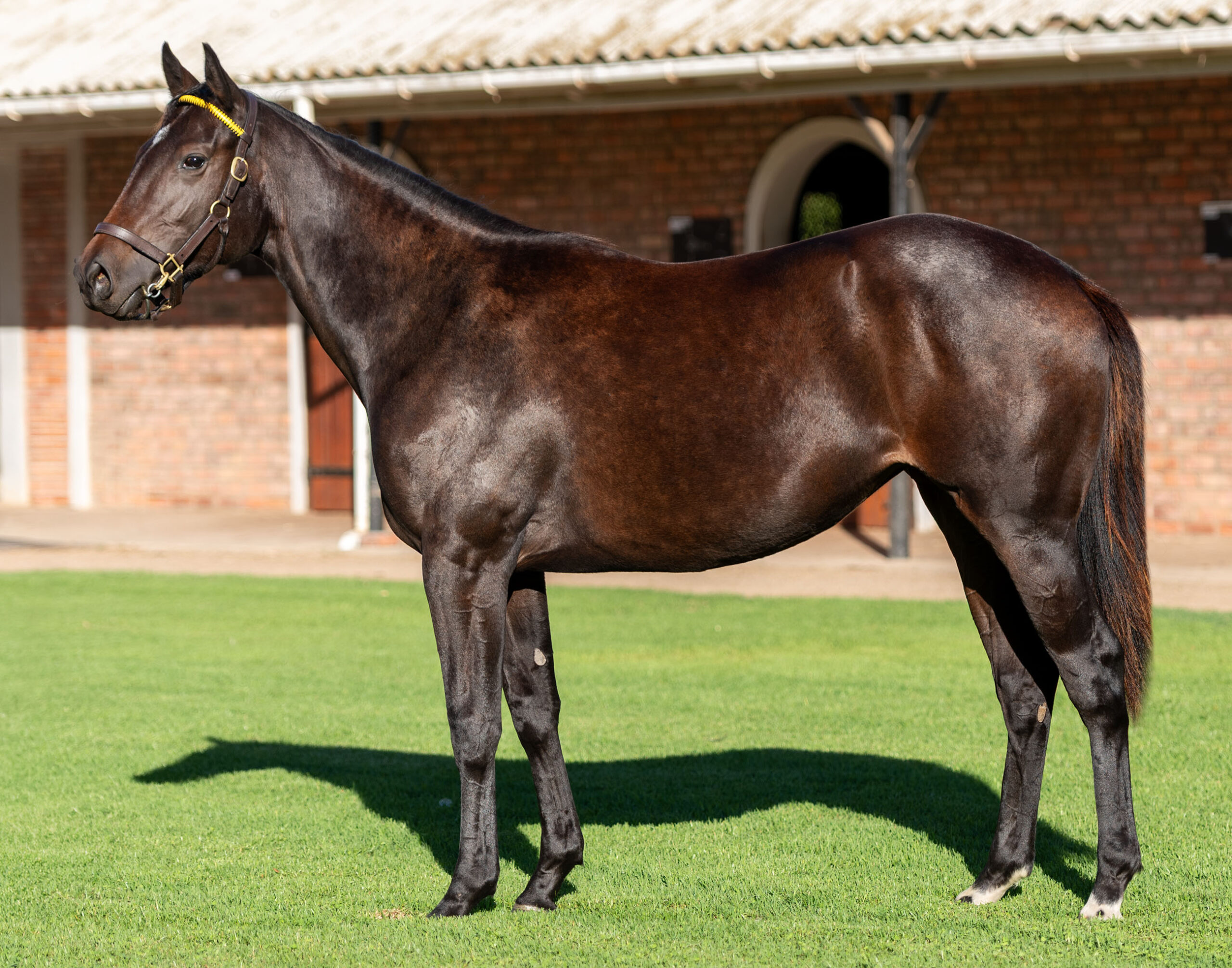 LOT 338 CATINCA