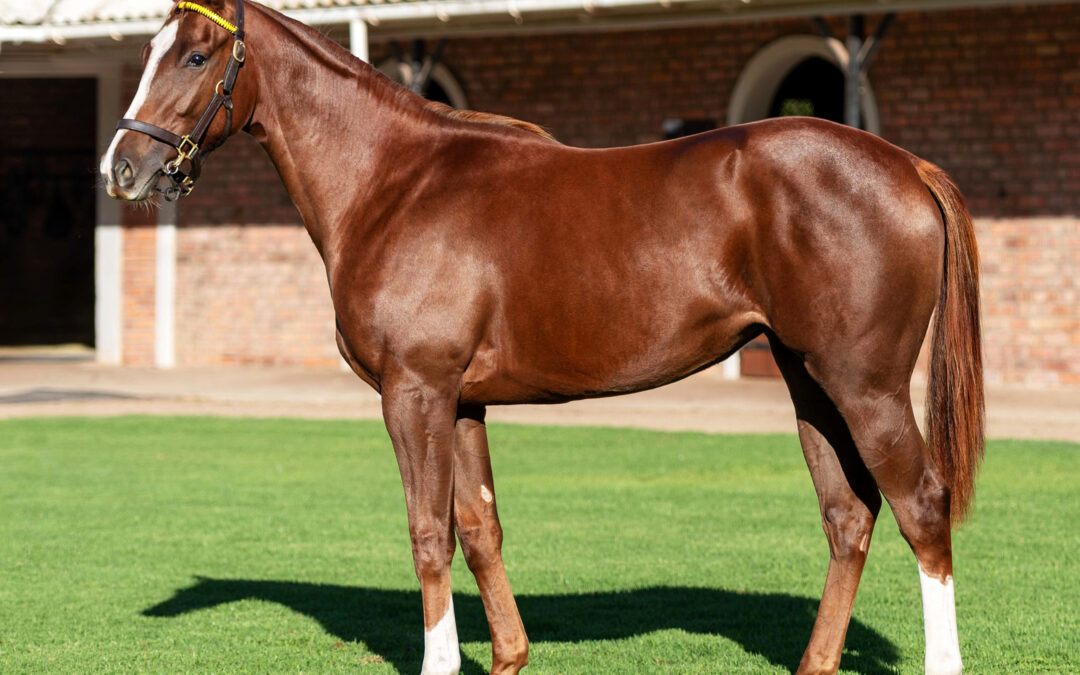 LOT 342 CHATOYANT