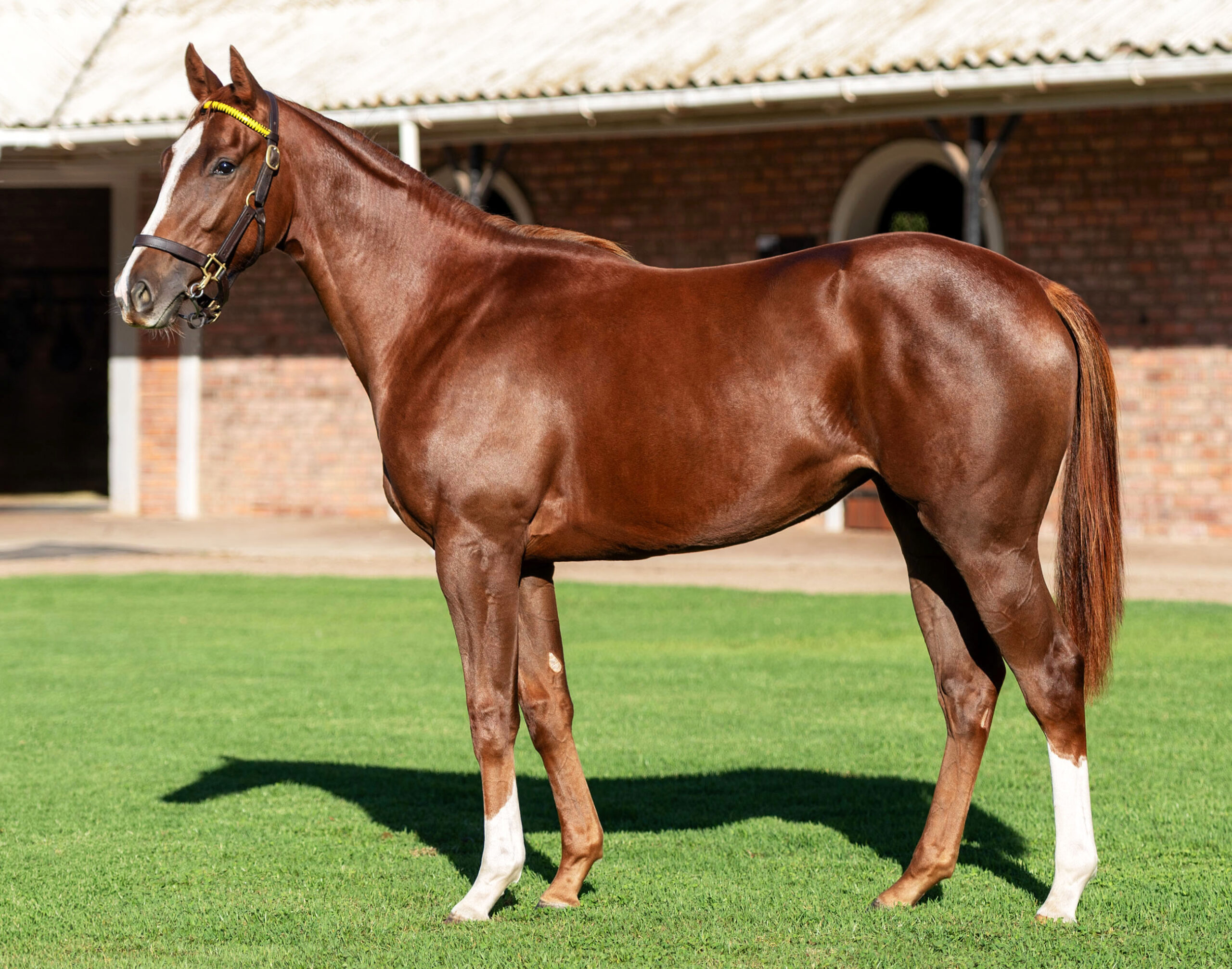 LOT 342 CHATOYANT