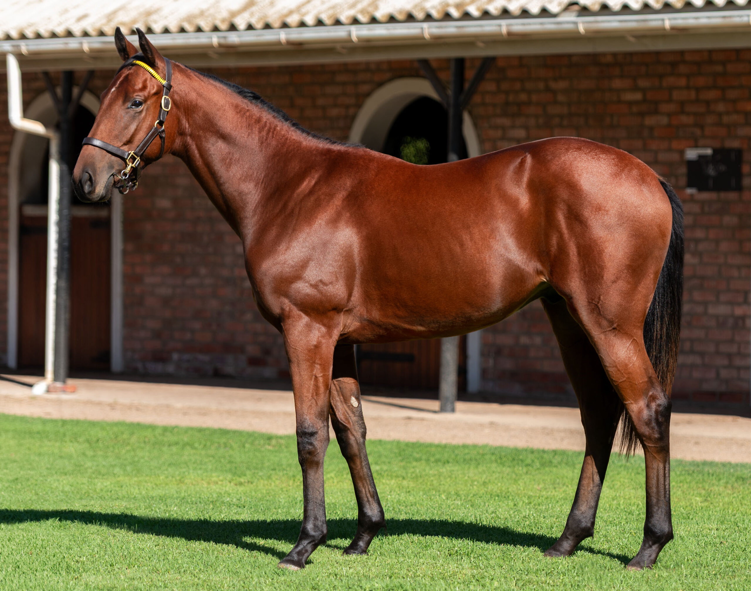 LOT 351 COSMIC POWER