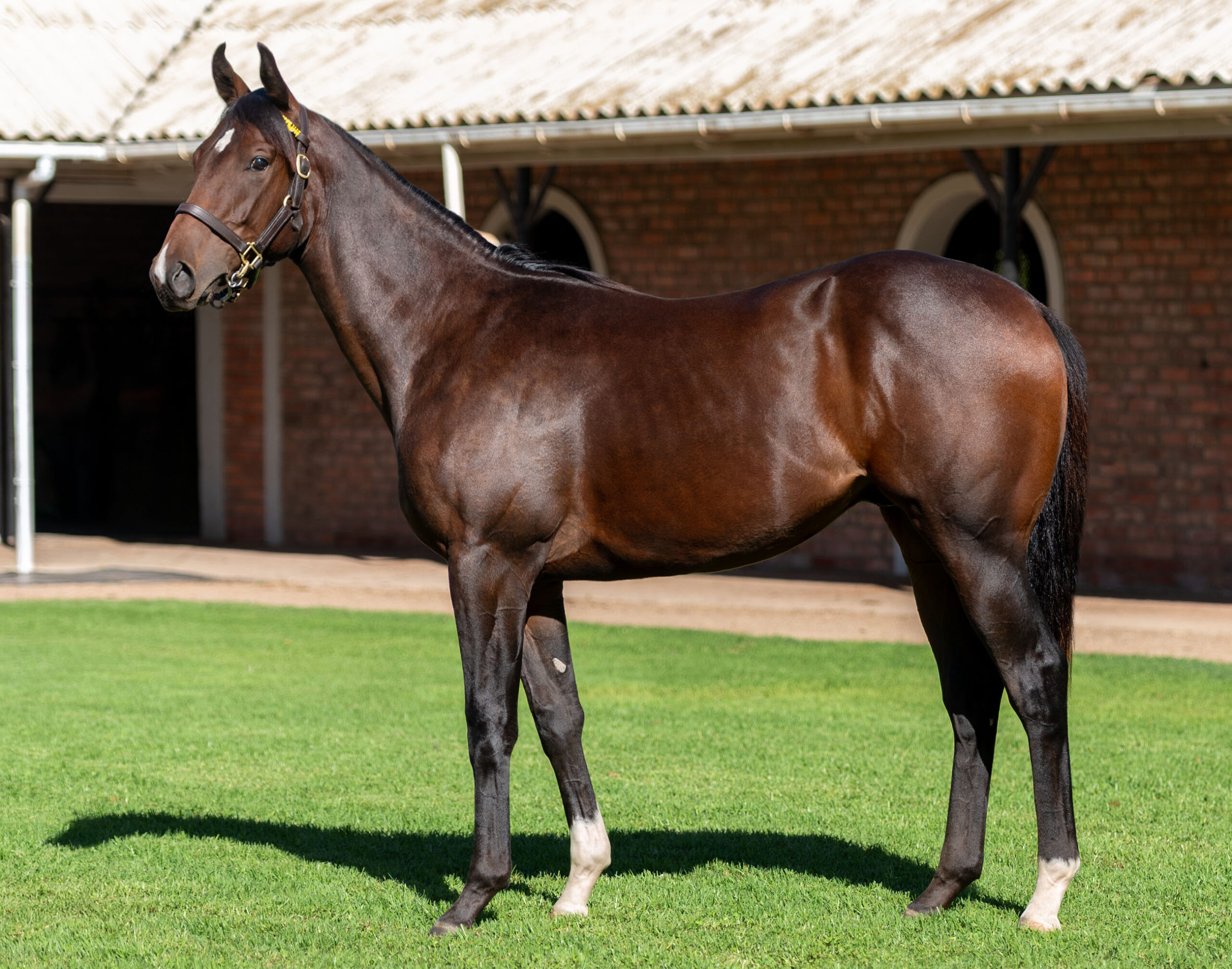 LOT 352 COSMIC FIRE